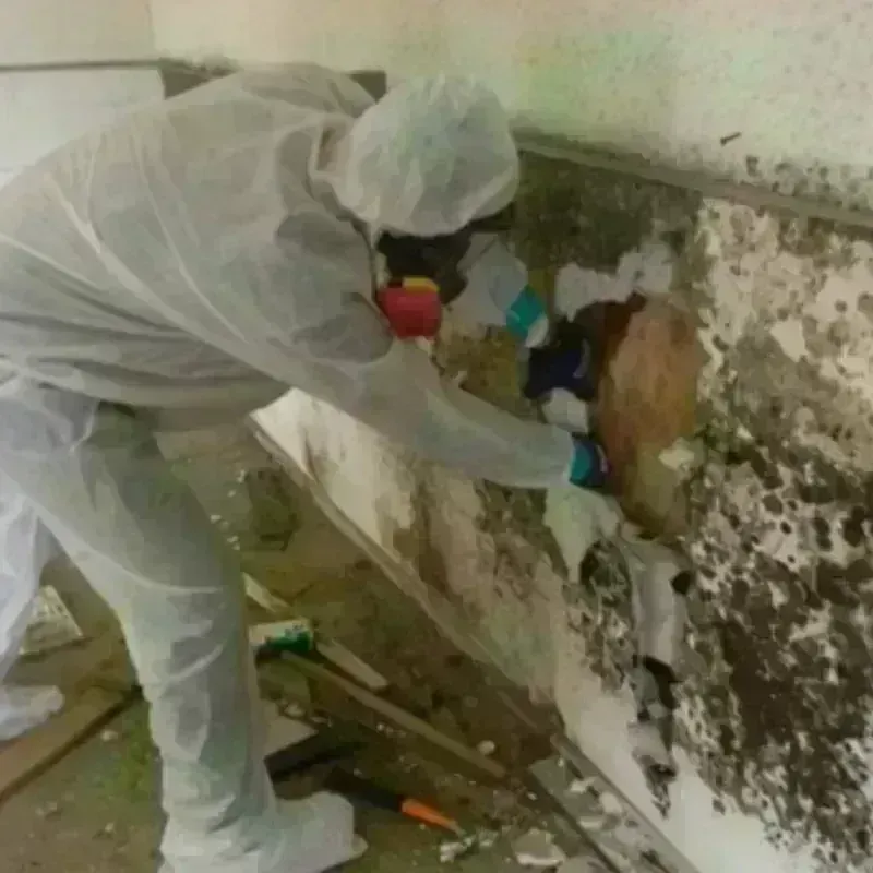 Mold Remediation and Removal in Tierra Buena, CA